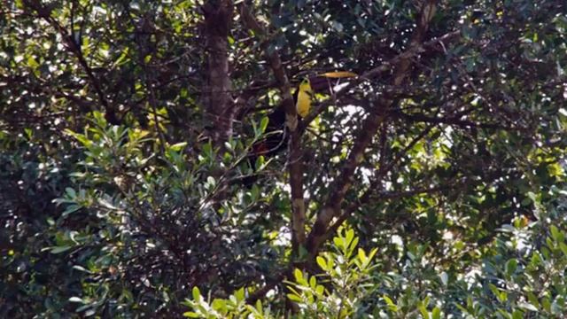 Cascada Verde - Hostel At The Waterfall En Uvita