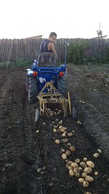 Уборка картофеля 2020г