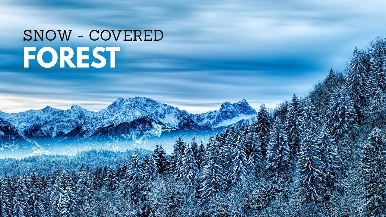 Зимний лес. Видео с беспилотника.