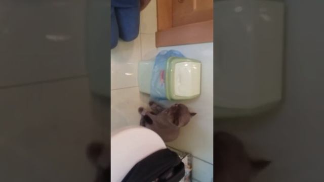 Кот Британец (информация) смотреть онлайн