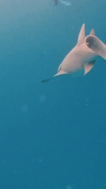 Big Shark🦈 смотреть онлайн