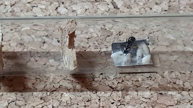 🐜 Formica sanguinea - Adopcja poczwarek Formica cinerea vol.1 [Tydzień 24] смотреть онлайн