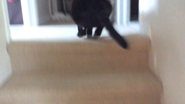 Matt the Music Man - Fat Cat смотреть онлайн