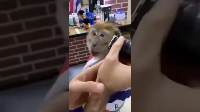 "Джимми, шею подними по-братски": самую известную мартышку Дагестана подстригли в салоне красоты смотреть онлайн