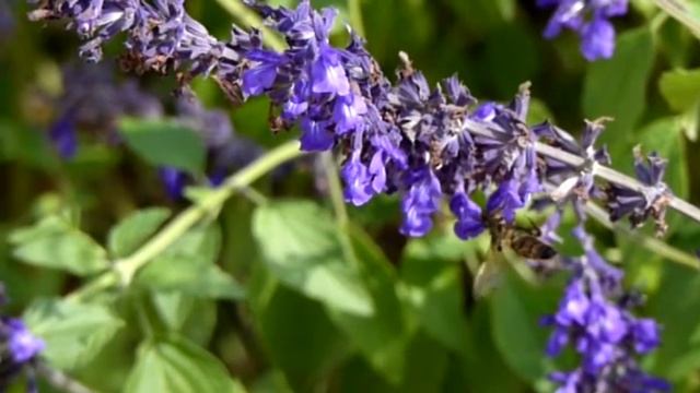 モンキチョウ смотреть онлайн