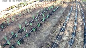 Как работает капельный полив из бочки на наших грядках.