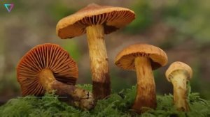 ▽ Самые опасные и ядовитые грибы в лесу