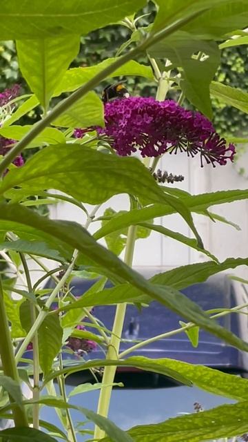 oh Bumble bee # bumblebees #bumblebees #bees #insects смотреть онлайн