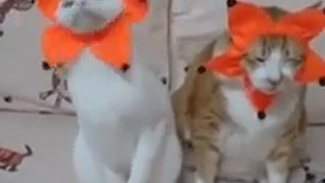 Когда пили вместе, а накрыло по-разному 😆 смотреть онлайн