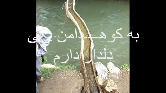 Afghan Song Shamali از اینجه تا شمالی کار دارم смотреть онлайн