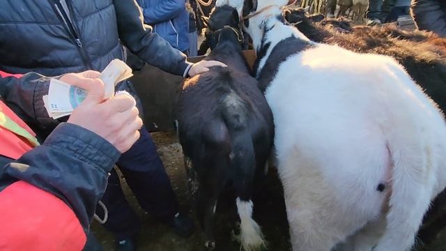 Букахои фарбеҳ Гуночин оча бача Сементал 44 сомон живой вес 15 марта 2024 г. смотреть онлайн