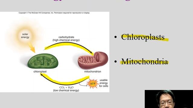 Module 5.3 The Eukaryotic Cell Organelles with narration 3/4 смотреть онлайн