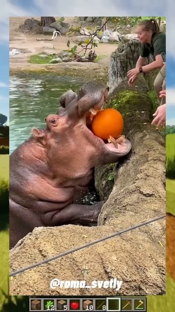 Спидран ВИРУСНЫЕ ВИДЕО / Умная лошадь смотреть онлайн