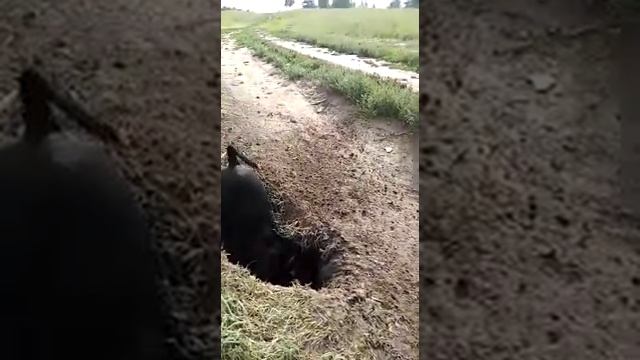 Такса и суслик смотреть онлайн