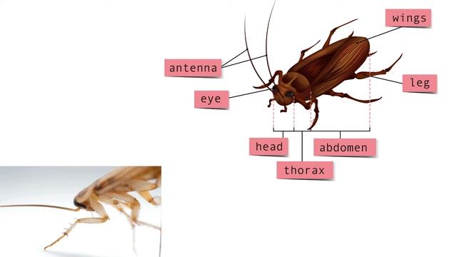 Cockroach Facts For Kids - Life Cycle, Habitat and Parts смотреть онлайн