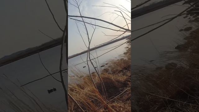 Манок на гуся в паре #охота #shorts смотреть онлайн