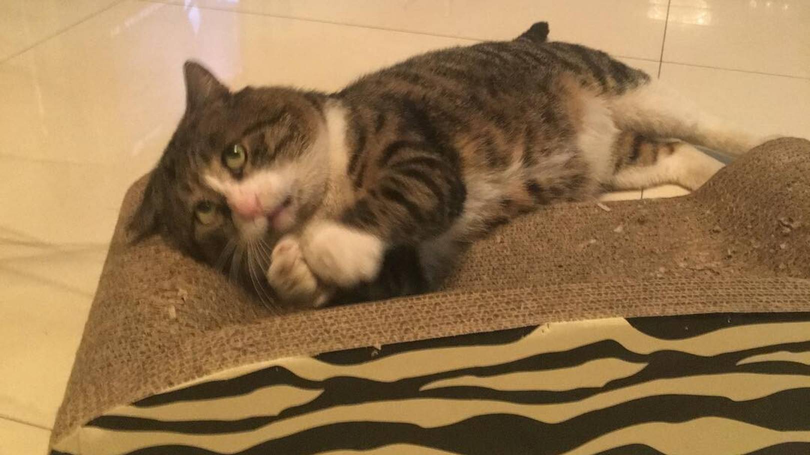 Покорми кота 2 смотреть онлайн