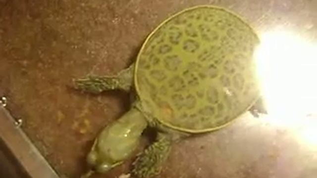 Leopard Soft Shell Turtle смотреть онлайн