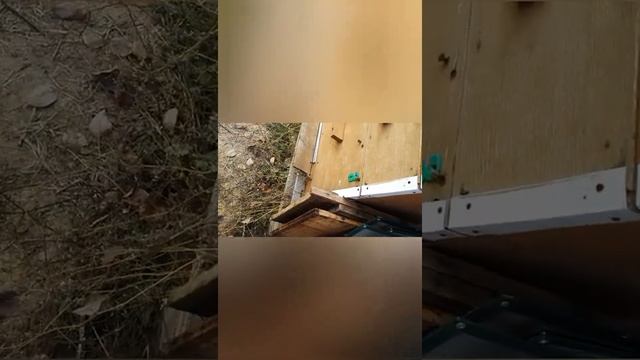 Обработка от клеща варроа Бипин - Т,методом пролива смотреть онлайн