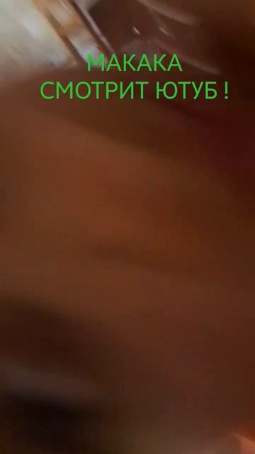ЕТО ПОСЛЕДНЕЕ ВИДЕО ПРО МАКАКУ :( смотреть онлайн