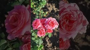 Царство роз 🌹Нотр дам дю розер 🌹#розы #цветение#сад#ЦАРСТВОРОЗ