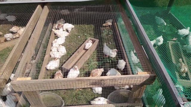 Минимясные куры 3 ветки смотреть онлайн