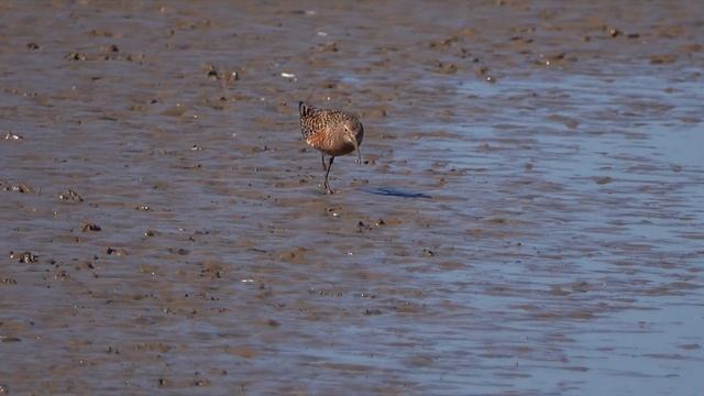 Curlew Sandpiper - tewbirds @ Frampton Marsh 2018-05 смотреть онлайн