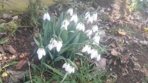 Подснежник  род многолетних трав семейства Амариллисовые