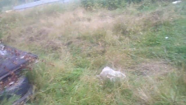 Поиски ящерицы! #1 смотреть онлайн