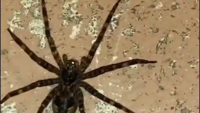 ULTIMATE Big spider compilation Scary! 😬🕷🕸 смотреть онлайн