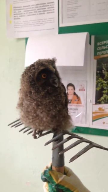 кормим сову мясом смотреть онлайн