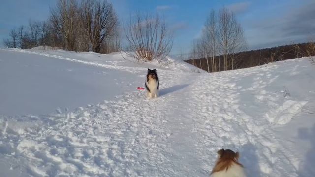 Ласка выполняет некоторые команды смотреть онлайн