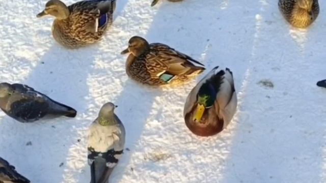 Слет уток в городе.👍 смотреть онлайн