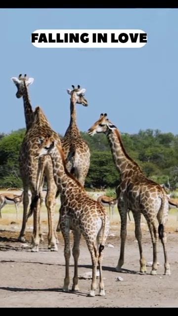 SOUTH AFRICA giraffes, kruger national park #shorts #shortvideo #youtubeshorts смотреть онлайн