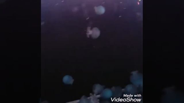 le meilleur aquarium avec la music douce смотреть онлайн