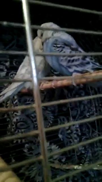 чех и получешка СПб продам смотреть онлайн