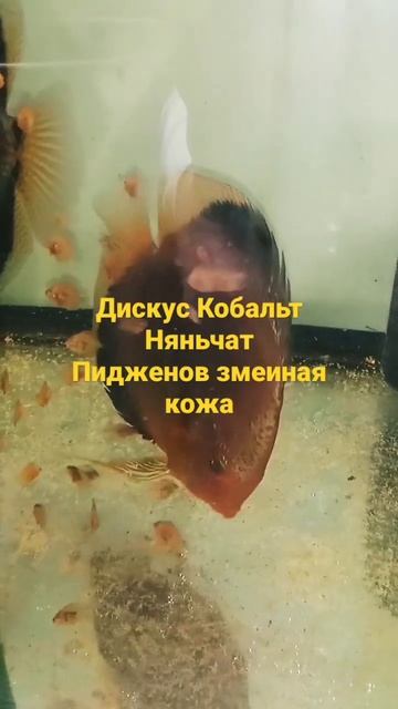 Дискусы Кобальт с мальком Пиджен смотреть онлайн