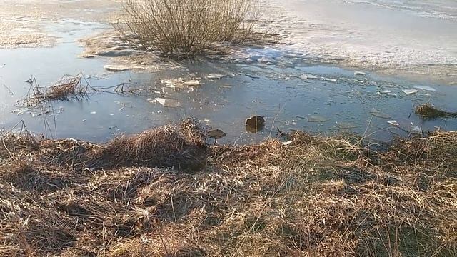Подсадная Тульская смотреть онлайн