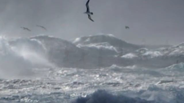 albatros.wmv смотреть онлайн