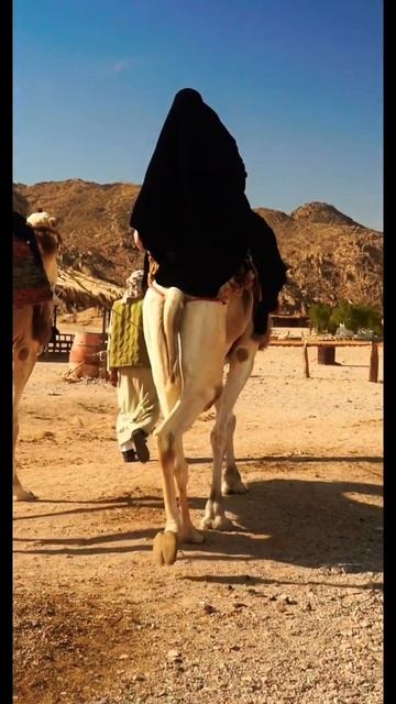 desert in Egypt смотреть онлайн