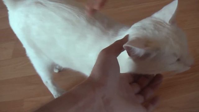 БОЛГАРИЯ: Кот англичанки Нины по кличке Стеф... MARIKOSTINOVO BULGARIA смотреть онлайн