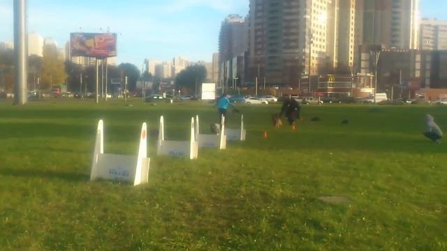 Тренировка по флайболу. Ясенево.13.10.13. 7 смотреть онлайн