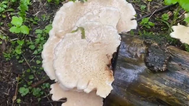 ПОЛИПОРУС ЧЕШУЙЧАТЫЙ.Polyporus squamosus. Осторожно!!!Испанские слизни! смотреть онлайн