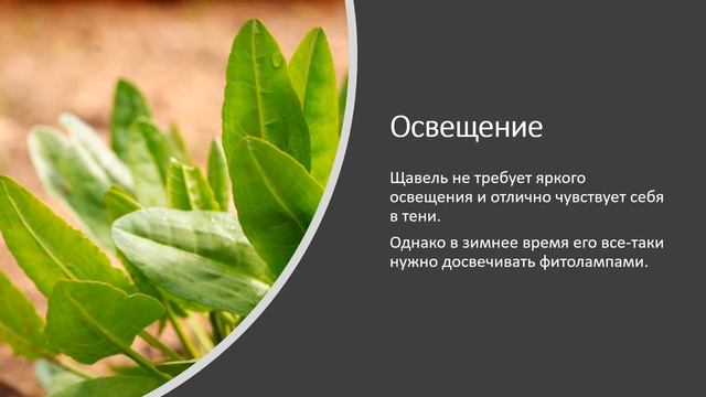 Огород на подоконнике