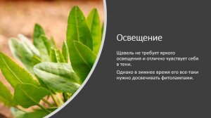 Как вырастить щавель на  подоконнике