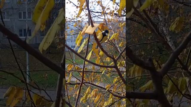 Синичка и сыр🐦🧀 смотреть онлайн