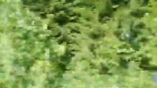 Забрали Щенка Бетти Домой !!! Щенок Бетти ( говорящая собака ) смотреть онлайн