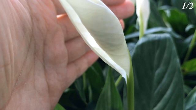 Add 1 Drop To The Root! Flowers Bloom Continuously For A Year! смотреть онлайн