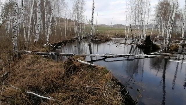 Бобровая плотина смотреть онлайн