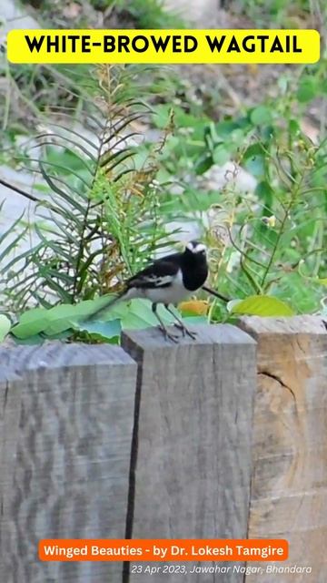 white-browed wagtail | large pied wagtail | Motacilla maderaspatensis смотреть онлайн